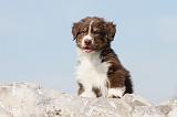 BERGER AUSTRALIEN PUPPIES 102